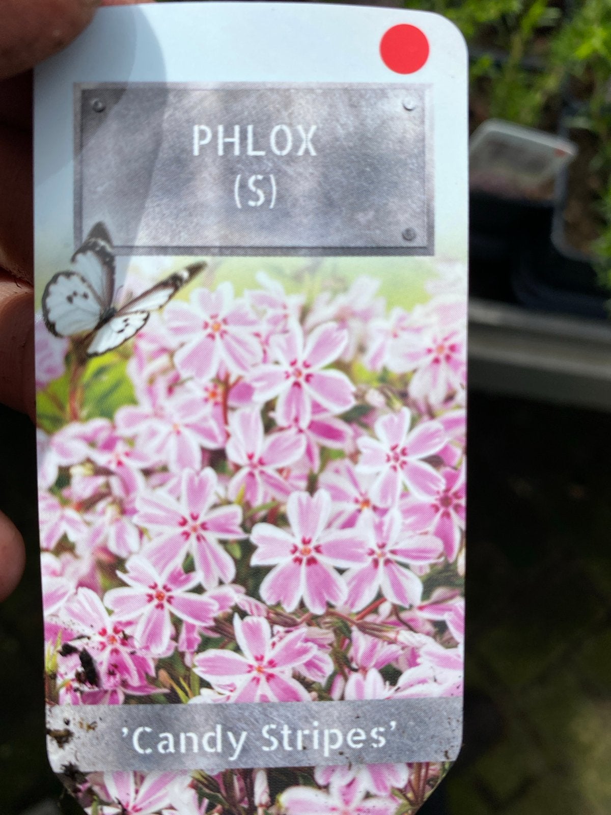Phlox (Vlambloem) 'Candy Stripes' en 'Emerald Cushion Blue', Tuin en Terras, Ophalen, Bodembedekkers, Volle zon, Vaste plant