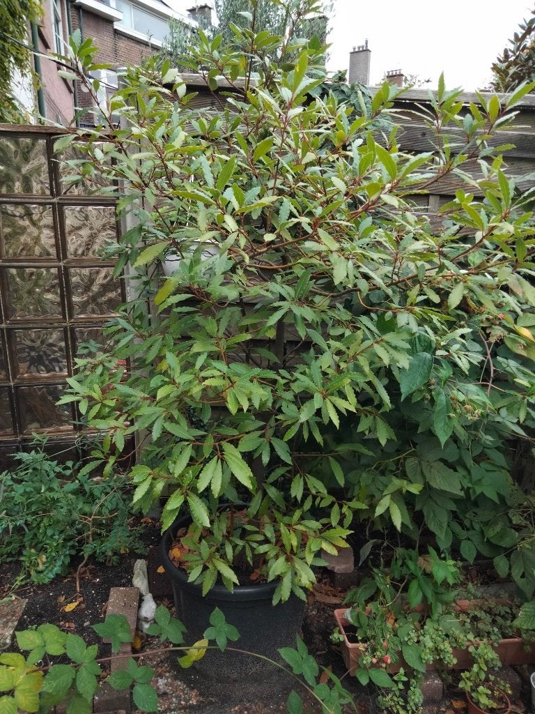 laurier struik, Ophalen, Laurier, Struik, 100 tot 250 cm