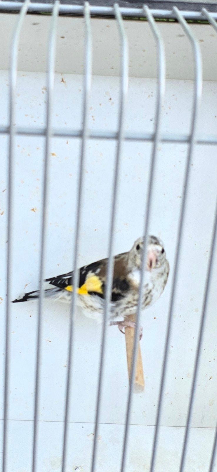Majoor Putters, Dieren en Toebehoren, Vogels | Overige Vogels, Meerdere dieren, Wildzangvogel, Geringd