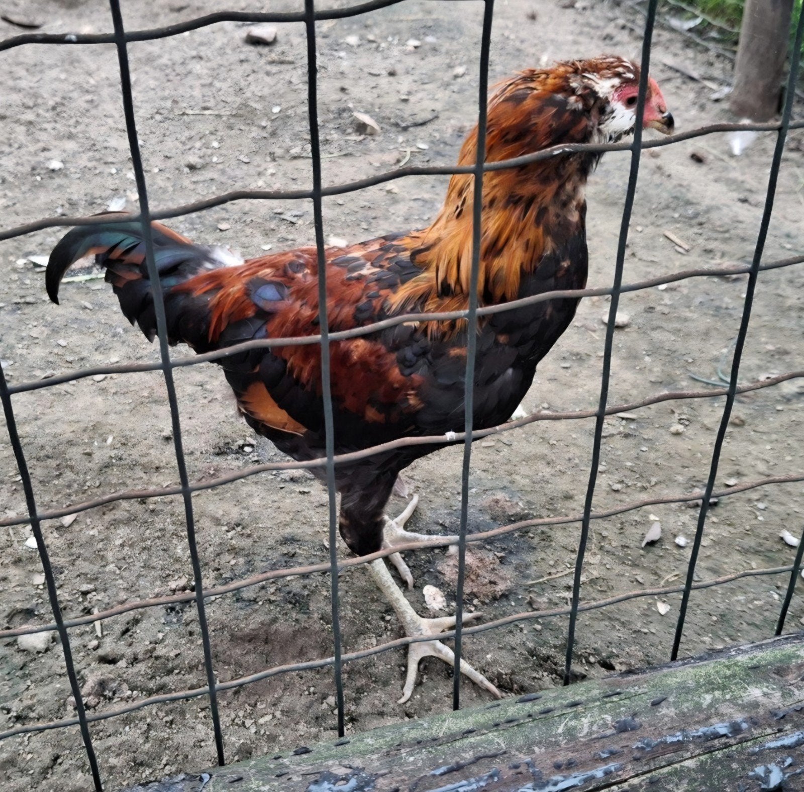 Araucana haan, 31 weken, Mannelijk, Kip