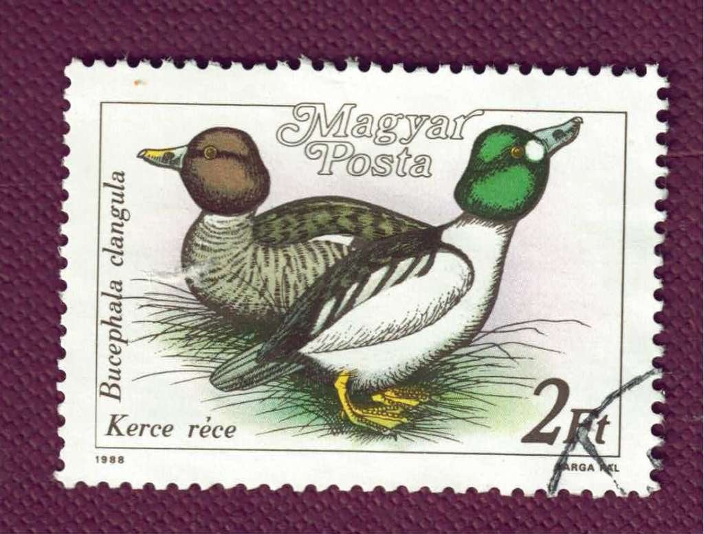 Fauna - Dieren - Brilduiker (Eend) - Magyar - 2 Ft - gebr, Ophalen of Verzenden, Gestempeld, Dier of Natuur