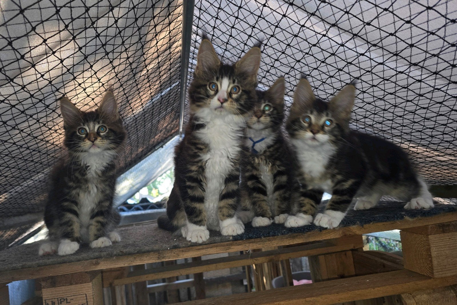 Maine Coon kater met stambo. Mogen 27.7. Nestje verlaten, Dieren en Toebehoren, Katten en Kittens | Raskatten | Langhaar, Meerdere dieren