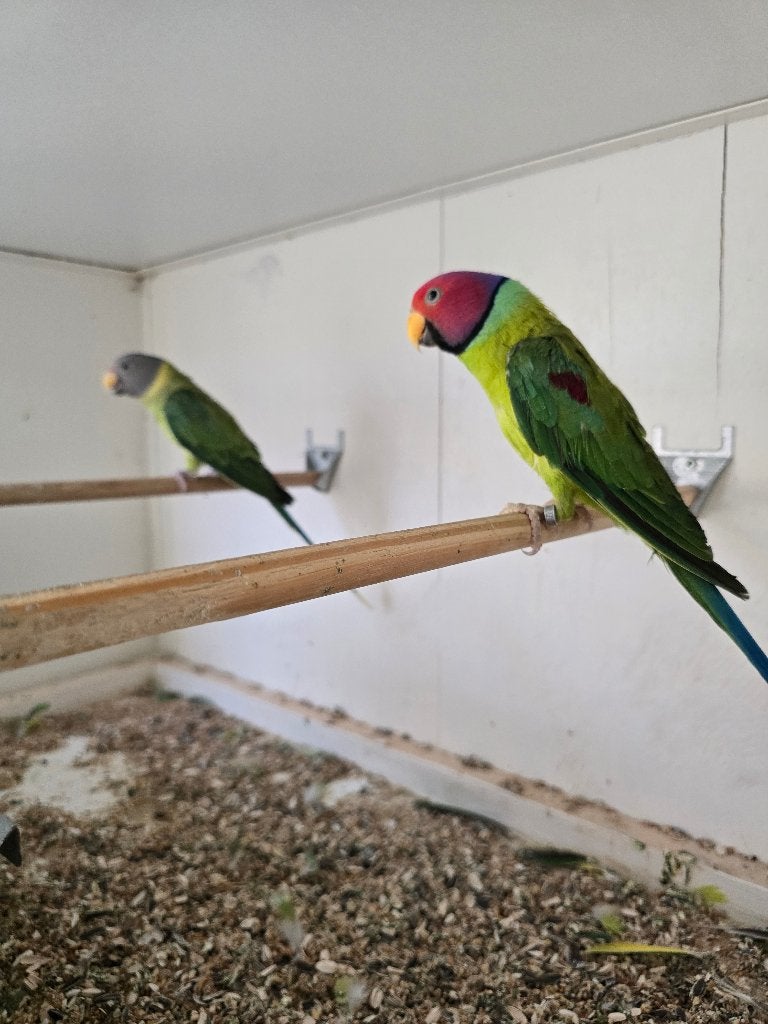 Pruimkoppen te koop wegens plaatsgebrek (kweekkoppel), Dieren en Toebehoren, Vogels | Parkieten en Papegaaien, Meerdere dieren