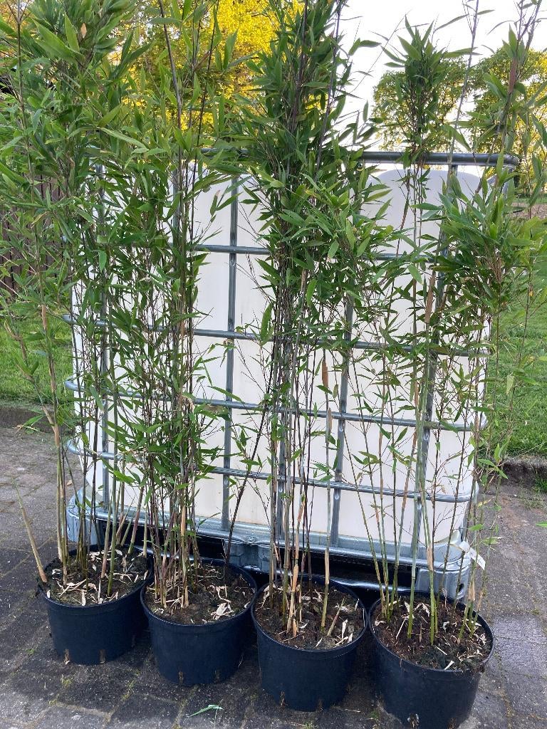 Bamboe Fargesia Da-Wei niet woekerend ook voor haag, Vaste plant, Bloeit niet, Halfschaduw, Ophalen