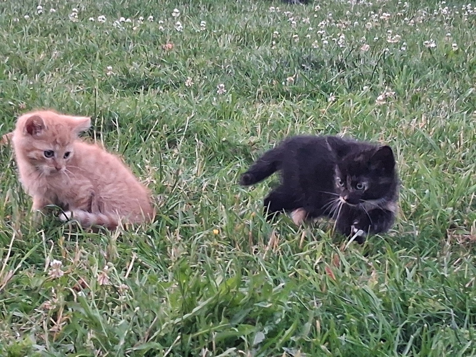 2 twee kittens en moeder poes, Ophalen, Zo goed als nieuw, Overige typen