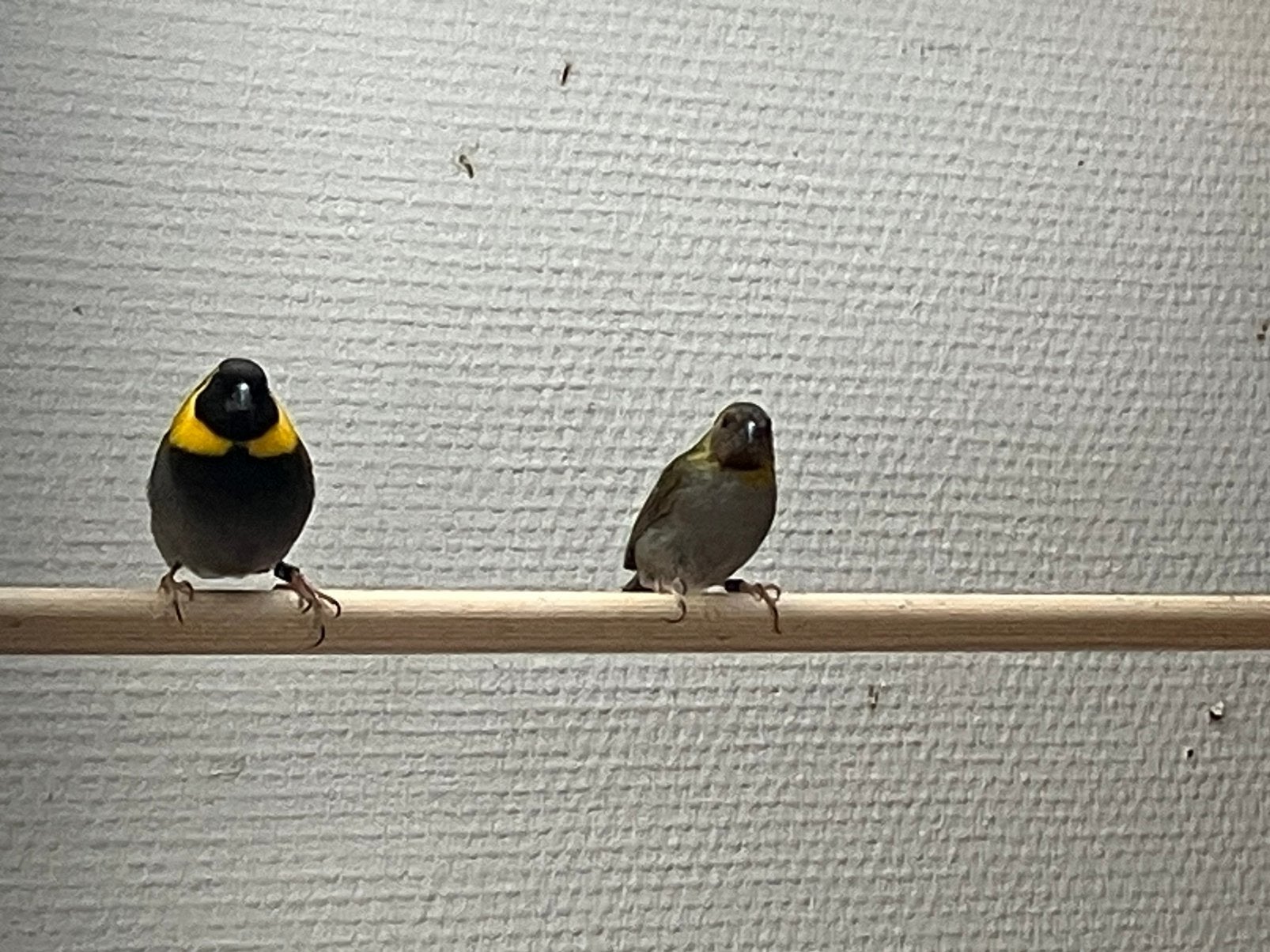 Kleine cuba vinken & forbes papegaai amadines, Meerdere dieren, Geringd
