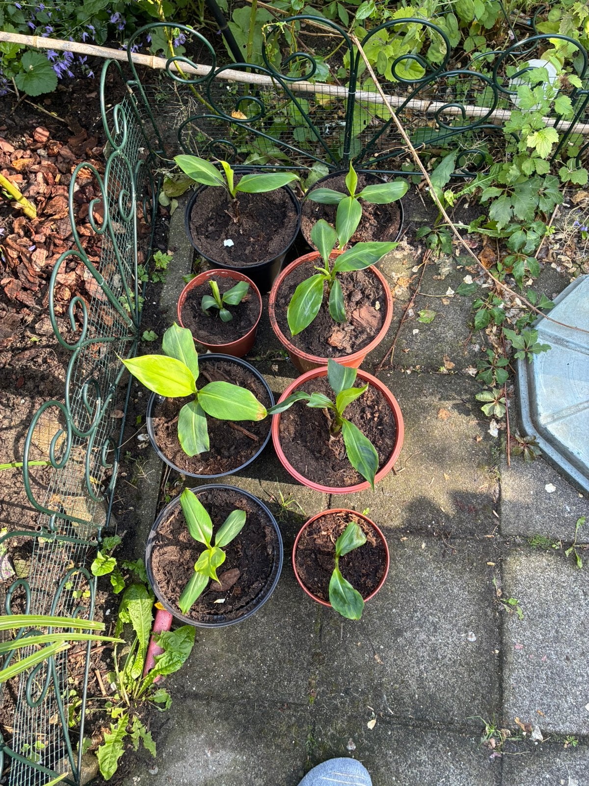 Musa Basjoo Variegata 'Lime Mint' - Zeldzame Bananenplant, Overige soorten, Volle zon, Vaste plant, Ophalen of Verzenden