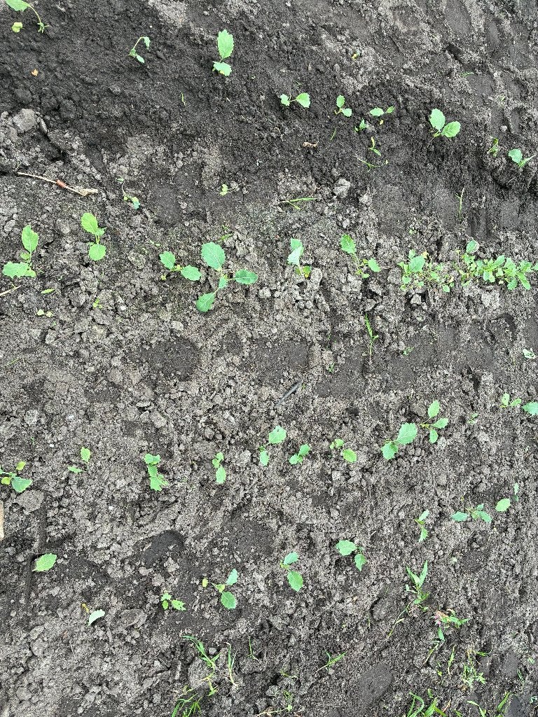 Koolrabi, Tuin en Terras, Planten | Tuinplanten, Eenjarig, Bloeit niet, Halfschaduw, Ophalen