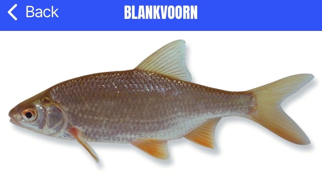 Snoekvisjes (levende) als aasvis voor de visserij, Ophalen, Nieuw, Overige typen