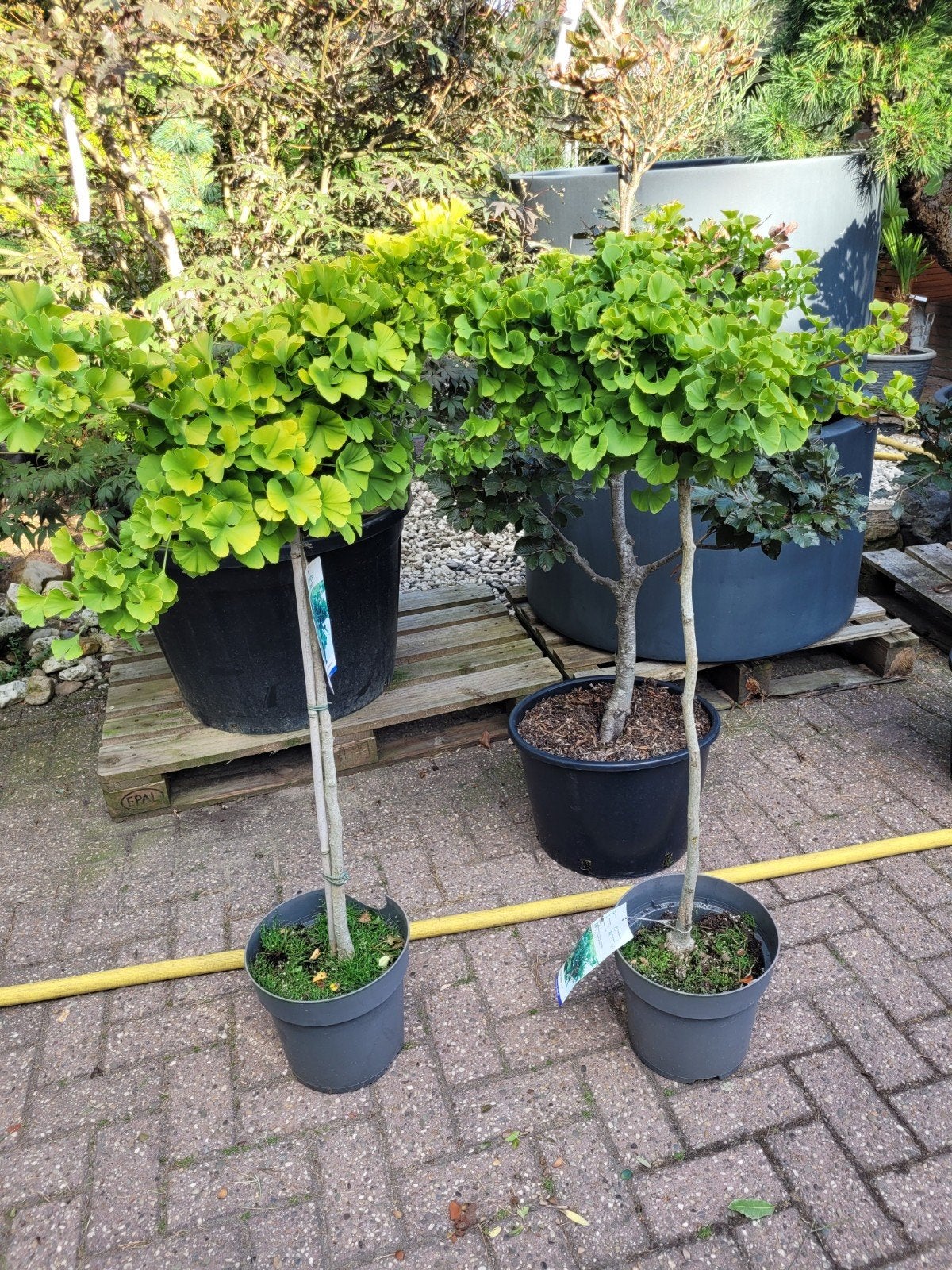 Ginkgo Biloba op stam - Japanse notenboom, Tuin en Terras, Planten | Bomen, Bloeit niet, Overige soorten, 100 tot 250 cm, Ophalen