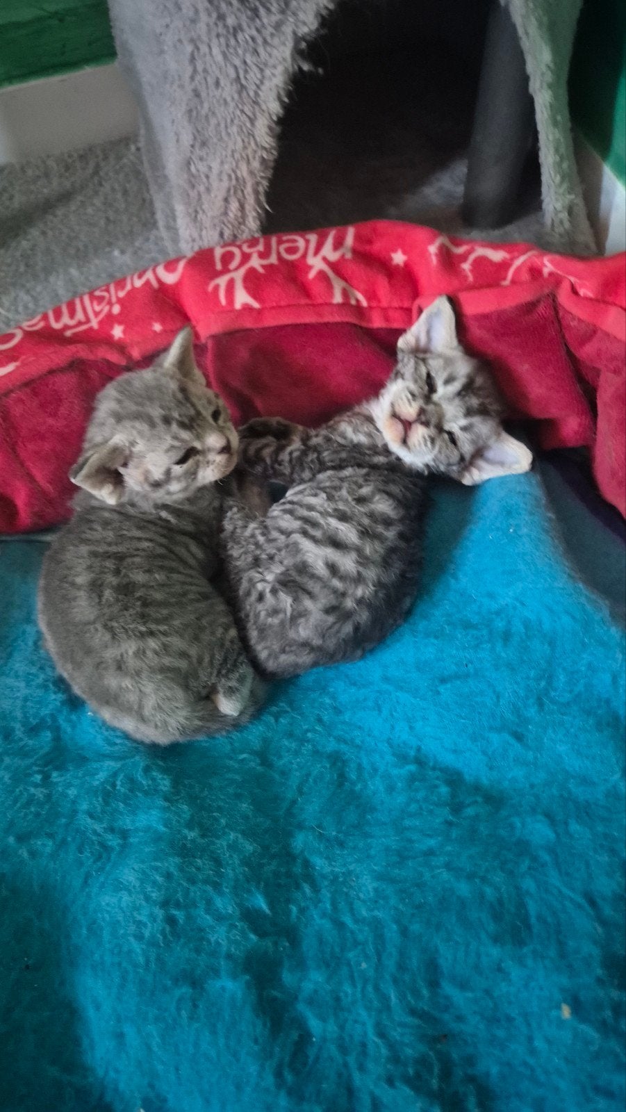 Devon-Rex, Dieren en Toebehoren, Katten en Kittens | Raskatten | Korthaar, Poes, 0 tot 2 jaar