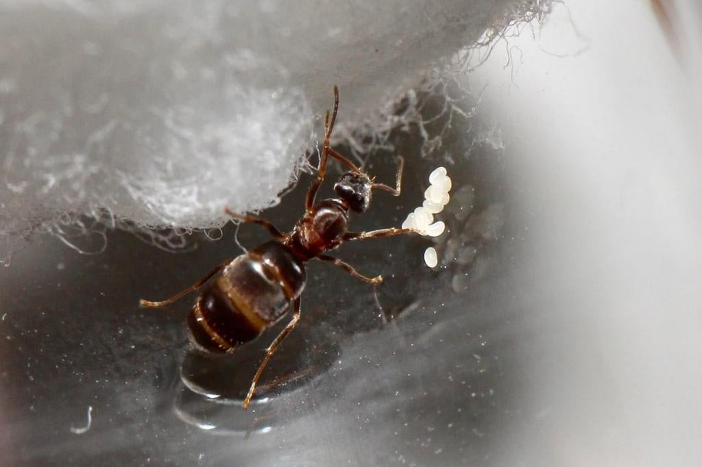 Tapinoma sp. Koningin, Mieren
