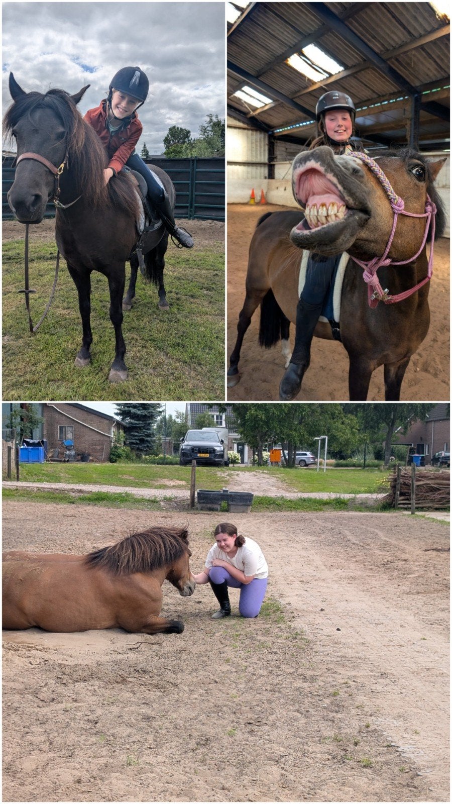 Rijdles/paardencoaching, Ophalen, Nieuw