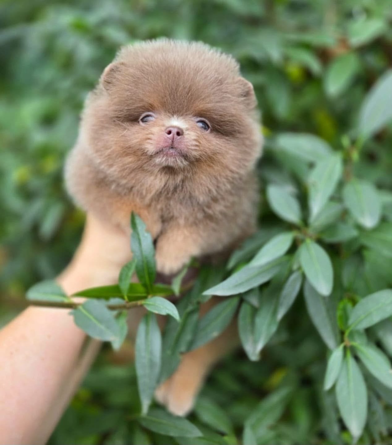 Exclusieve Bear Face Pomeranian pups beschikbaar, Dieren en Toebehoren, Particulier, 15 weken tot 1 jaar, Buitenland, Eén hond
