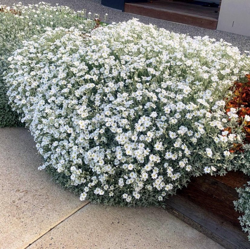 Tuinplanten - Cerastium Bierbersteinnii - Chemievrij, Tuin en Terras, Planten | Tuinplanten, Bodembedekkers, Volle zon, Vaste plant