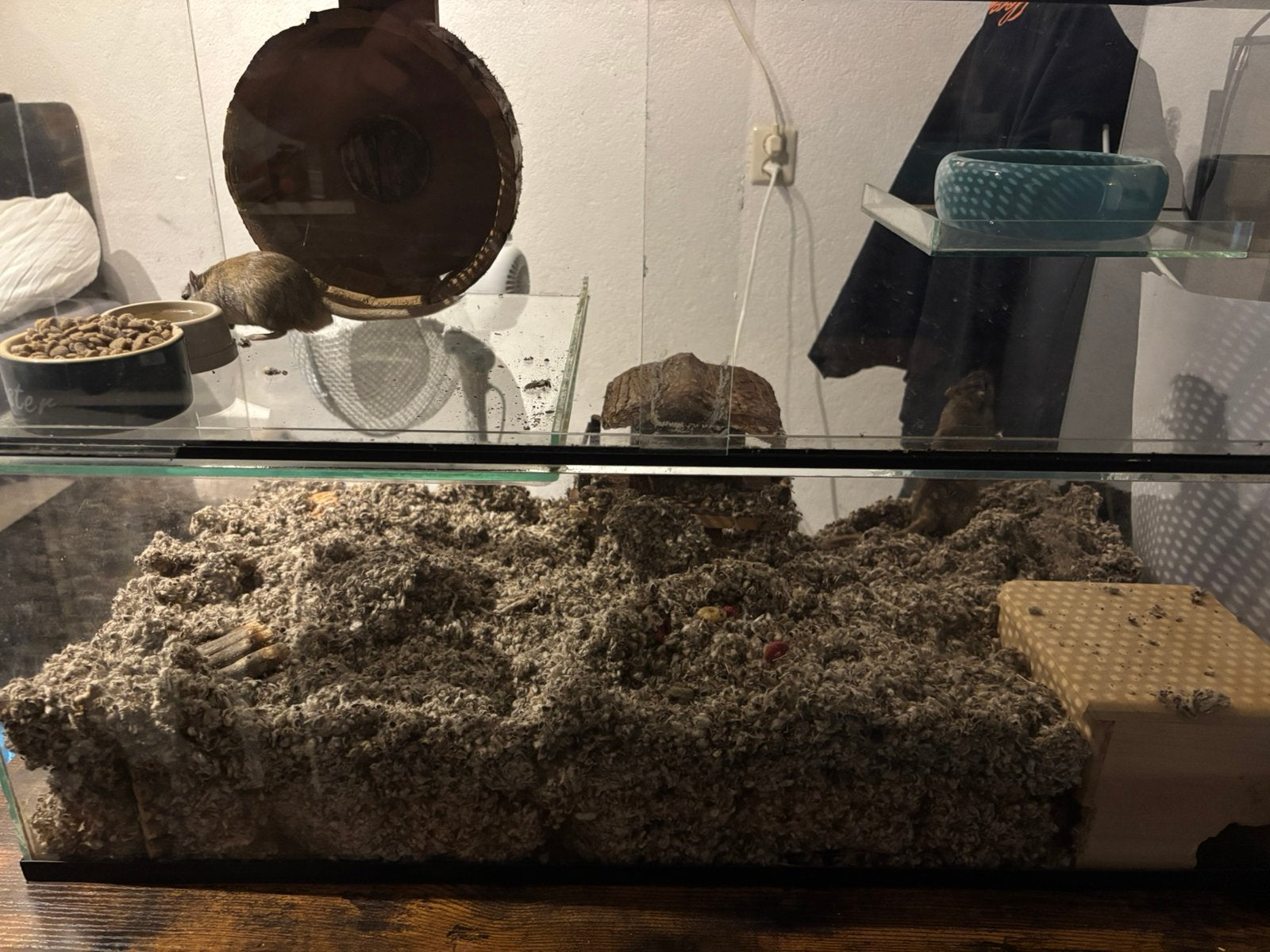 2 gerbil mannetjes met groot glazen verblijf, Muis, Hok, Ophalen, Minder dan 60 cm