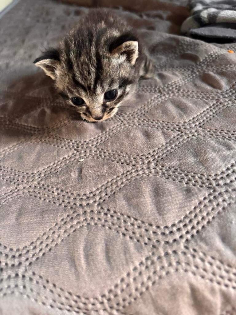 Kittens, Dieren en Toebehoren, Katten en Kittens | Raskatten | Korthaar, Meerdere dieren, Ontwormd, 0 tot 2 jaar
