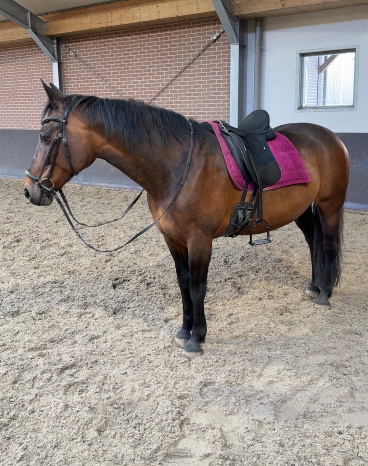 Mijdrecht, verzorger / bijrijder voor 2 dagen, Dieren en Toebehoren, Ophalen