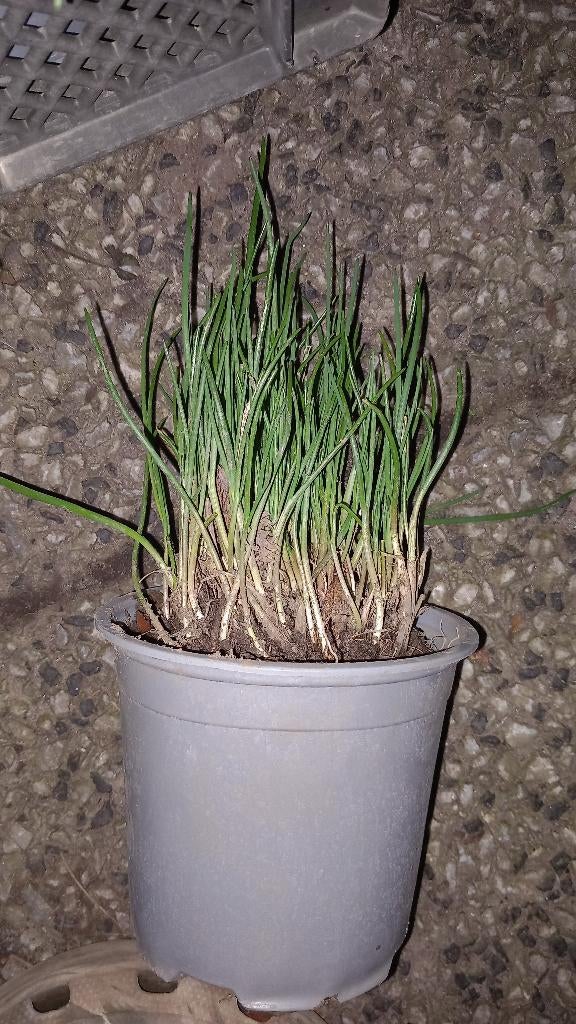 biologische bieslook kruidenplant, Overige soorten, Volle zon, Vaste plant, Ophalen of Verzenden