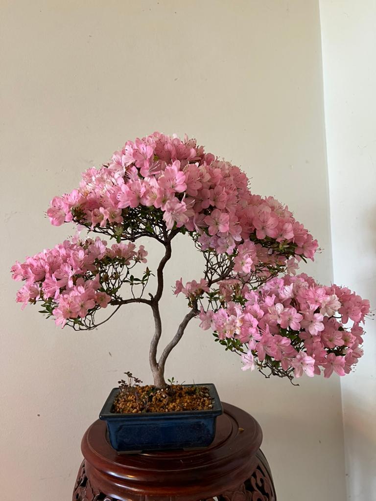 Prachtige bloeiende Bonsai Satsuki Azalea Kakuo Roze bloemen, Halfschaduw, Overige soorten, Lente, Minder dan 100 cm