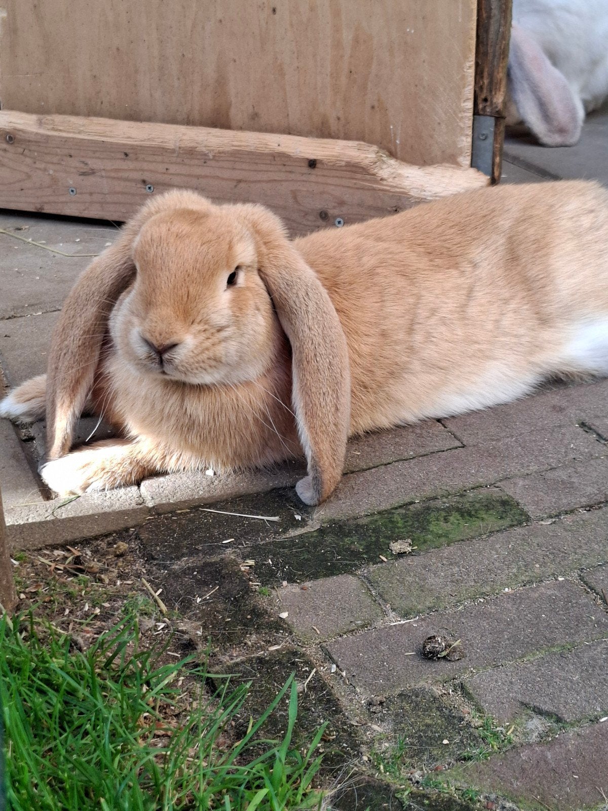 Franse Hangoren (rammen) zoeken 5 sterren huis, Mannelijk, Groot, Hangoor, 0 tot 2 jaar