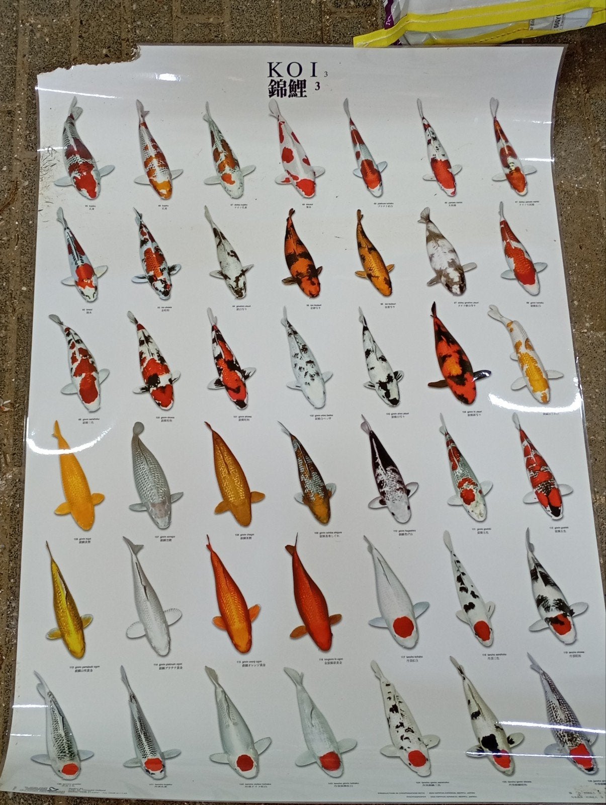 Koi poster, Vis