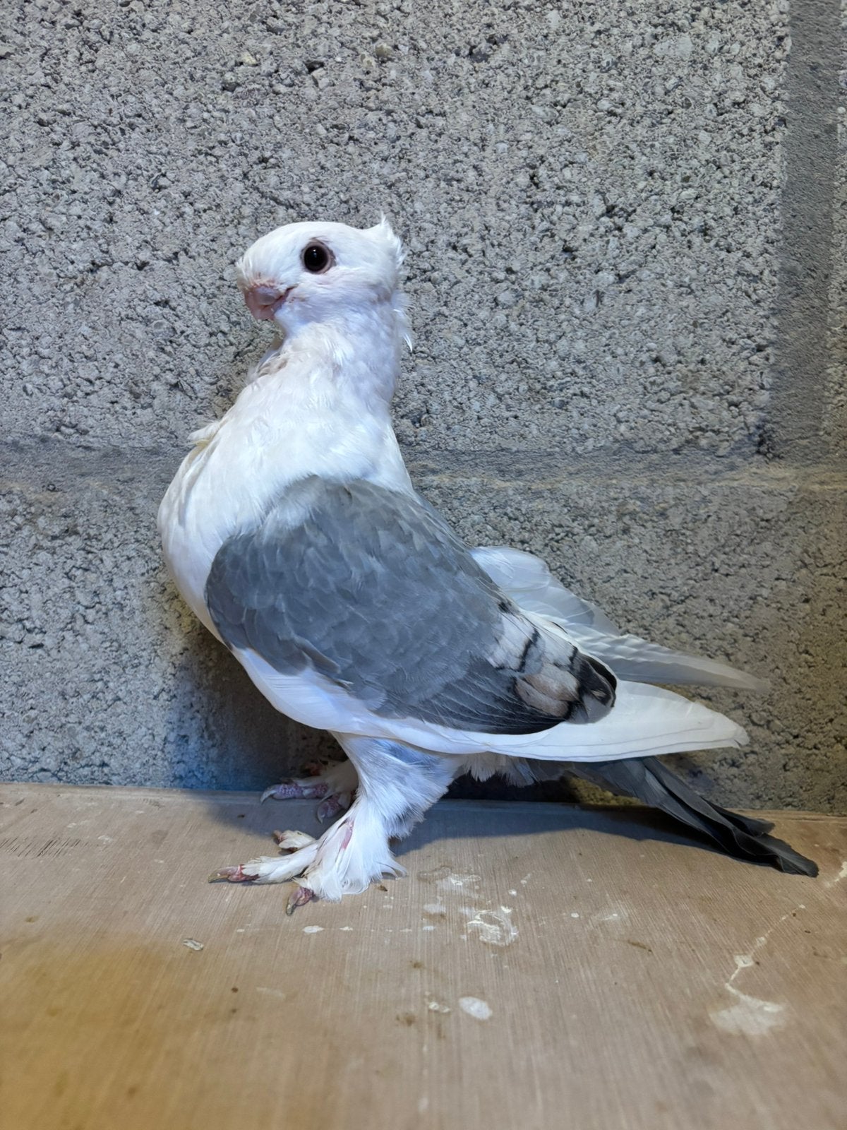 Oosterse meeuwen, Meerdere dieren, Overige soorten