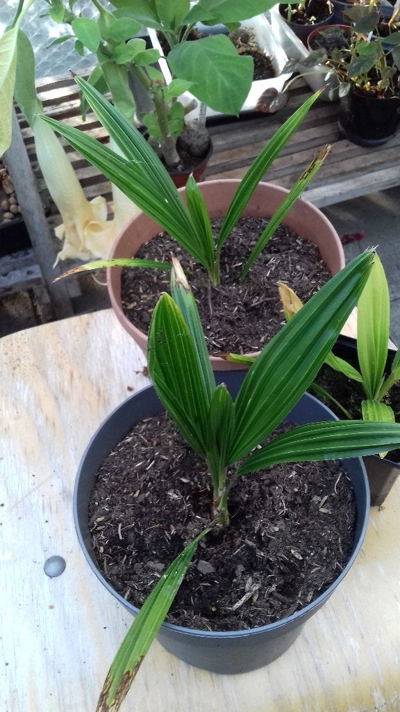 Trachycarpus, Ophalen of Verzenden, Vaste plant, Overige soorten, Halfschaduw