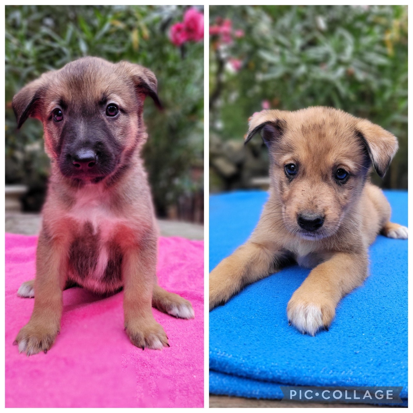 Nog 2 mooie Pups Mix Mechelse Herder x Australian Shepherd, Dieren en Toebehoren, Parvo, 8 tot 15 weken, Meerdere, Meerdere dieren