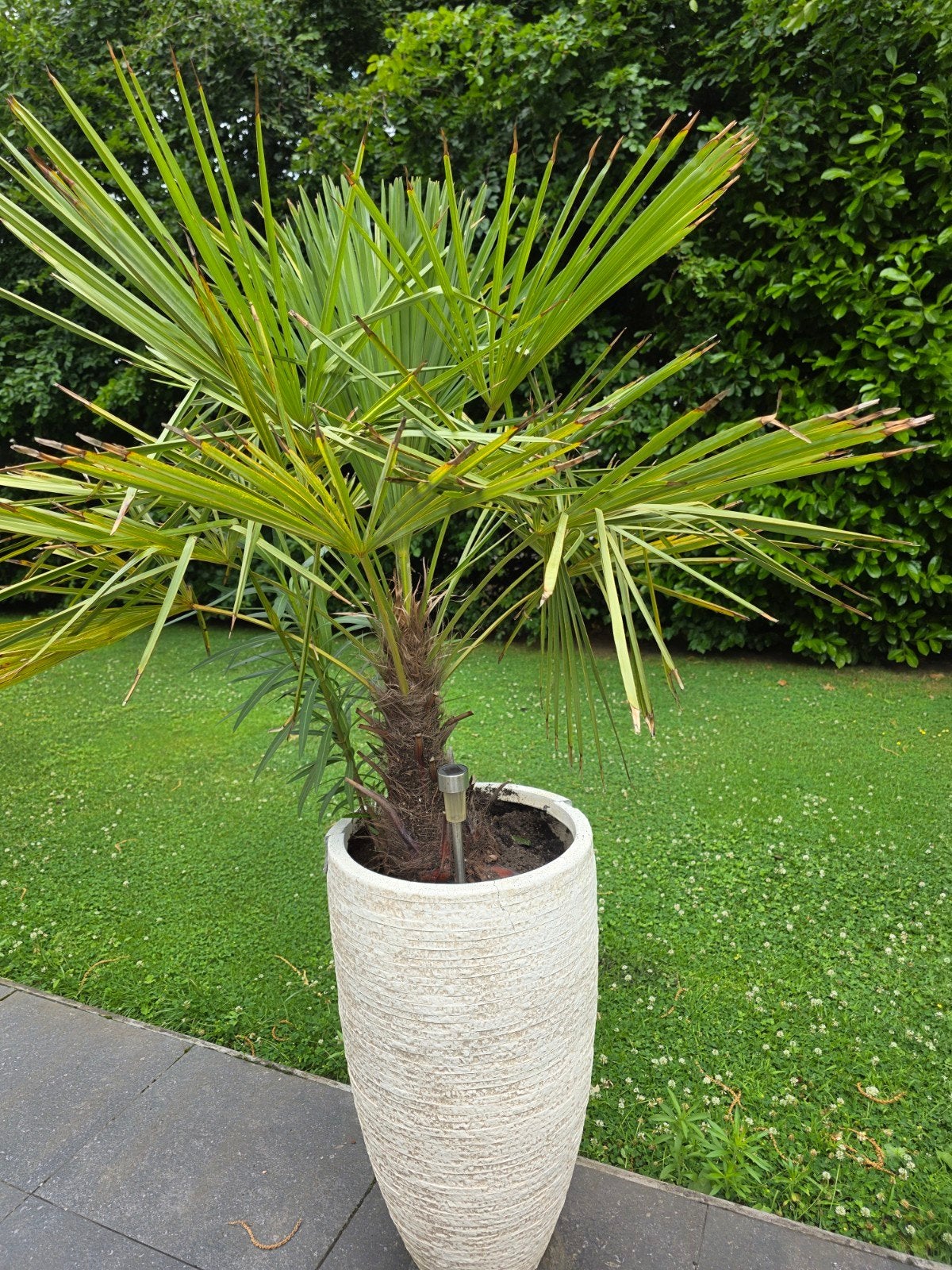 Palmboom 1.20 meter, Volle zon, Ophalen of Verzenden, 100 tot 250 cm, Zomer