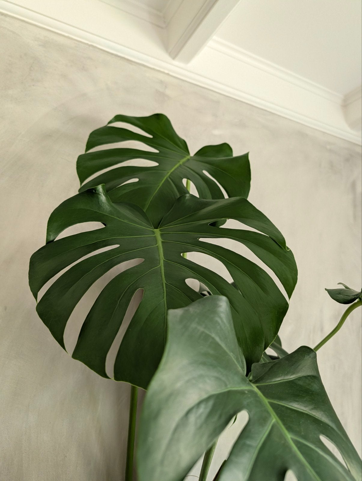 Grote Monstera (gatenplant) met pot - Kamerplant, Ophalen, 200 cm of meer, Overige soorten, Halfschaduw