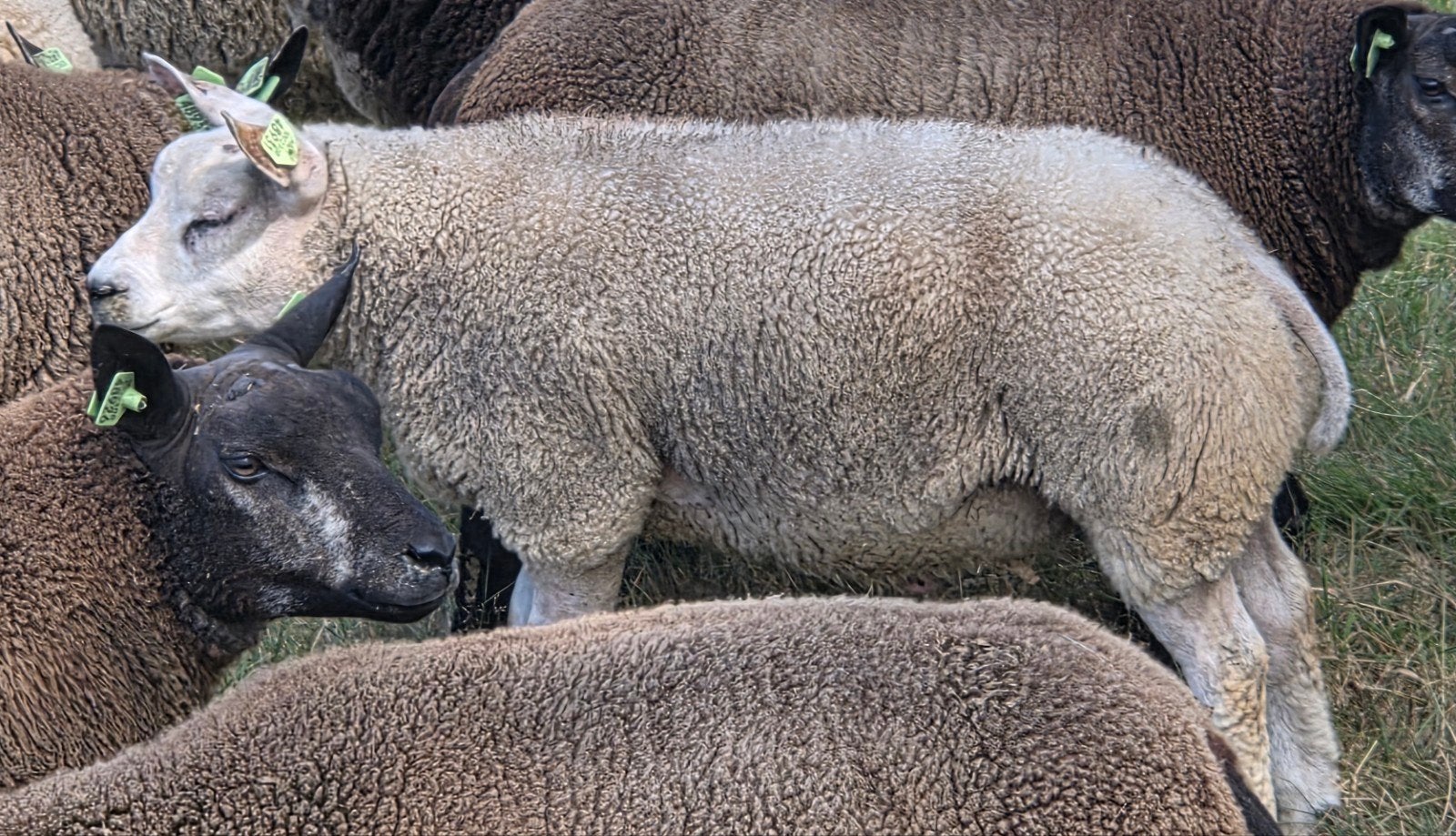 beste texelaar ramlam, Dieren en Toebehoren, Mannelijk, Schaap