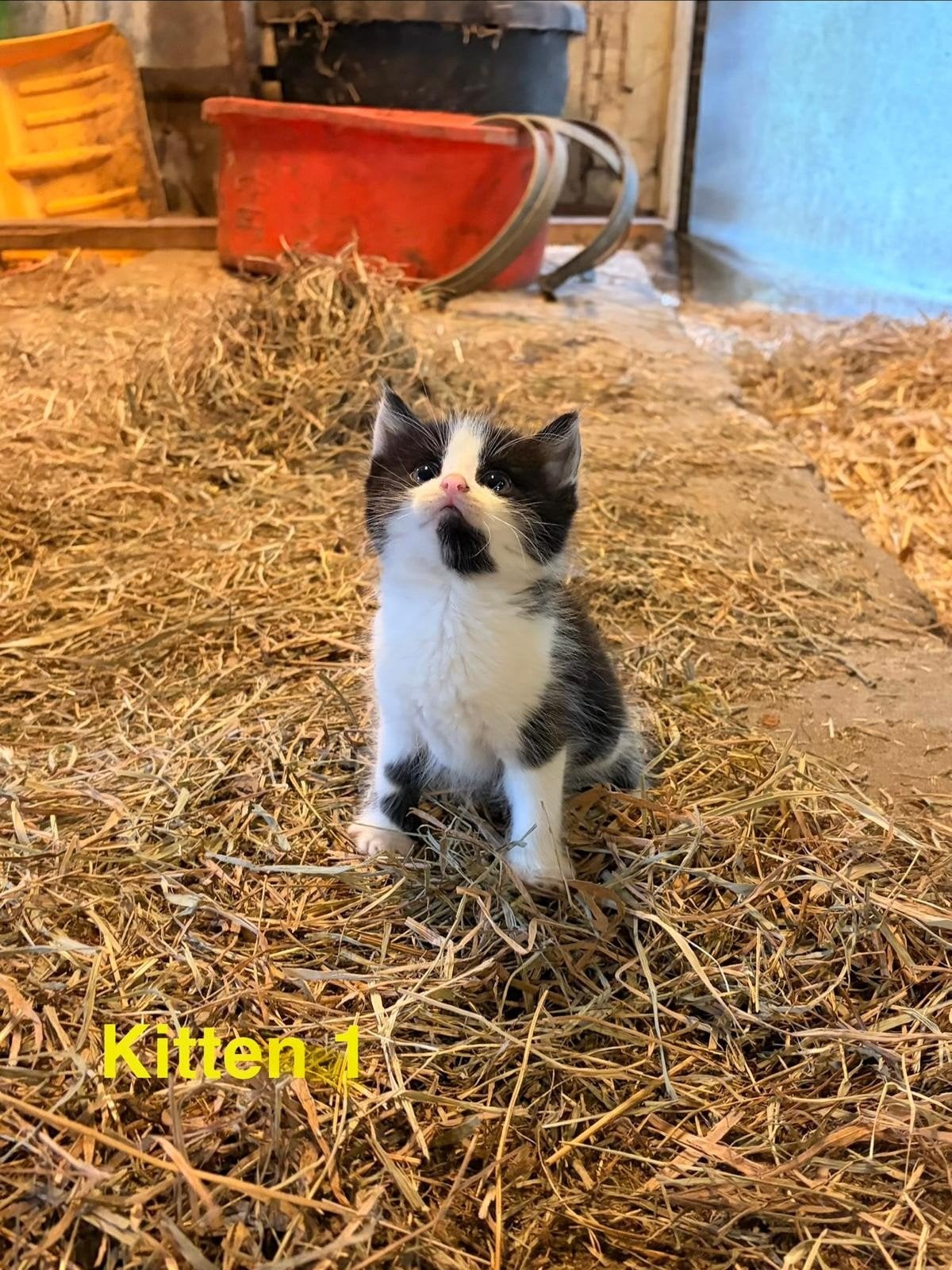 Boerderij kittens 7 weken, Poes