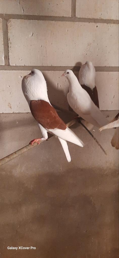 Sier duiven ., Meerdere dieren, Overige soorten