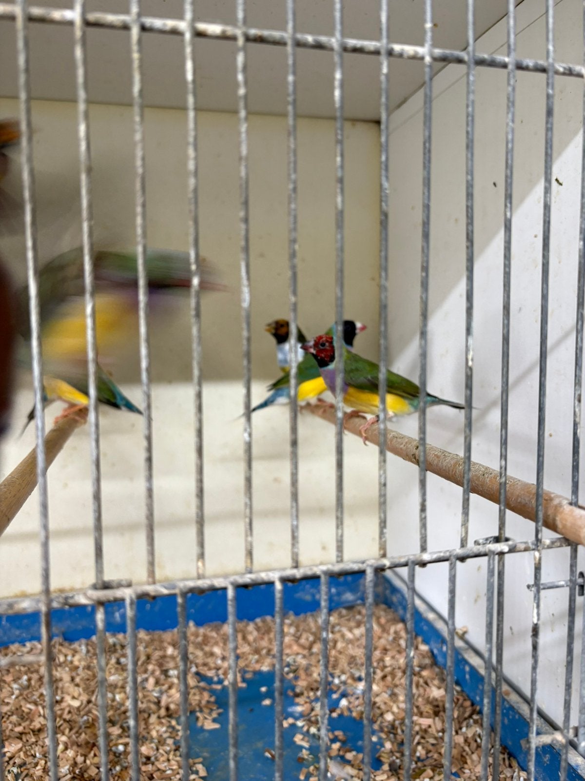 Diverse Gouldamadine., Dieren en Toebehoren, Vogels | Overige Vogels, Mannelijk