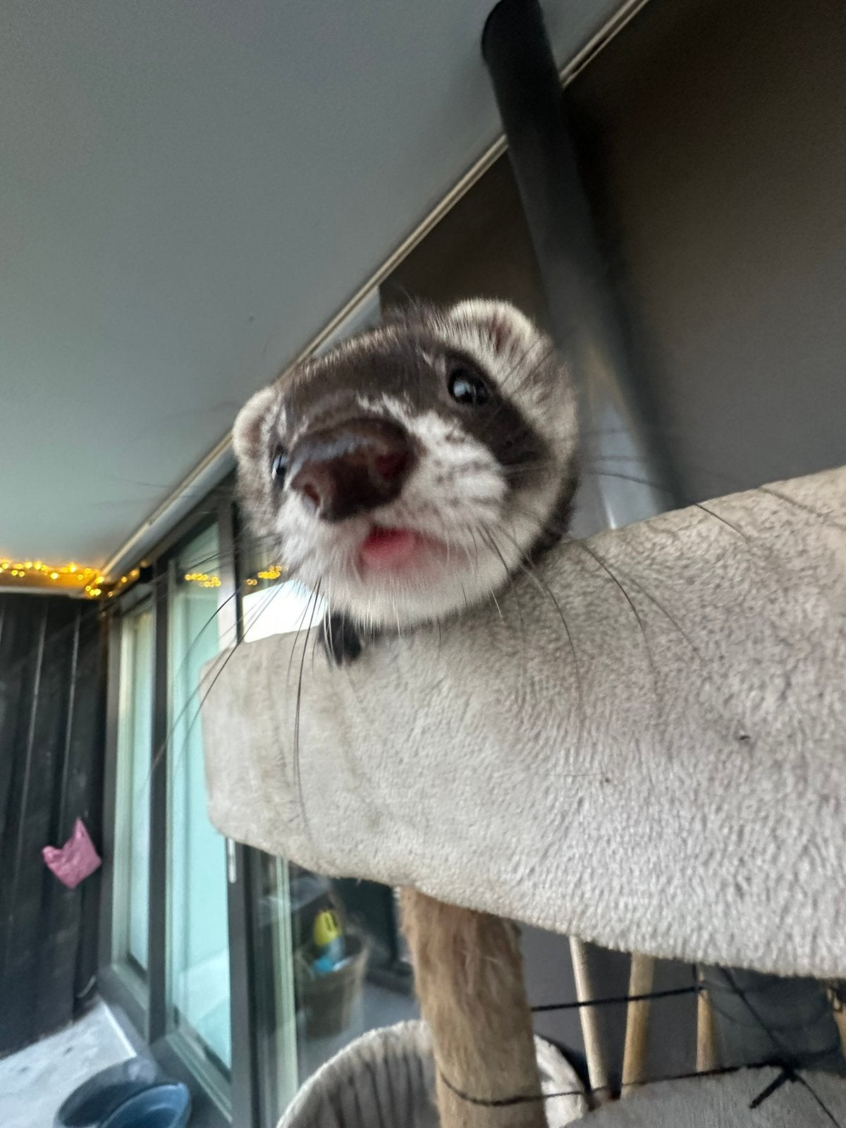 Fretten opvang vakantieadres 🐾❤️, Dieren en Toebehoren, Overige Dieren, Juli, Meerdere dieren