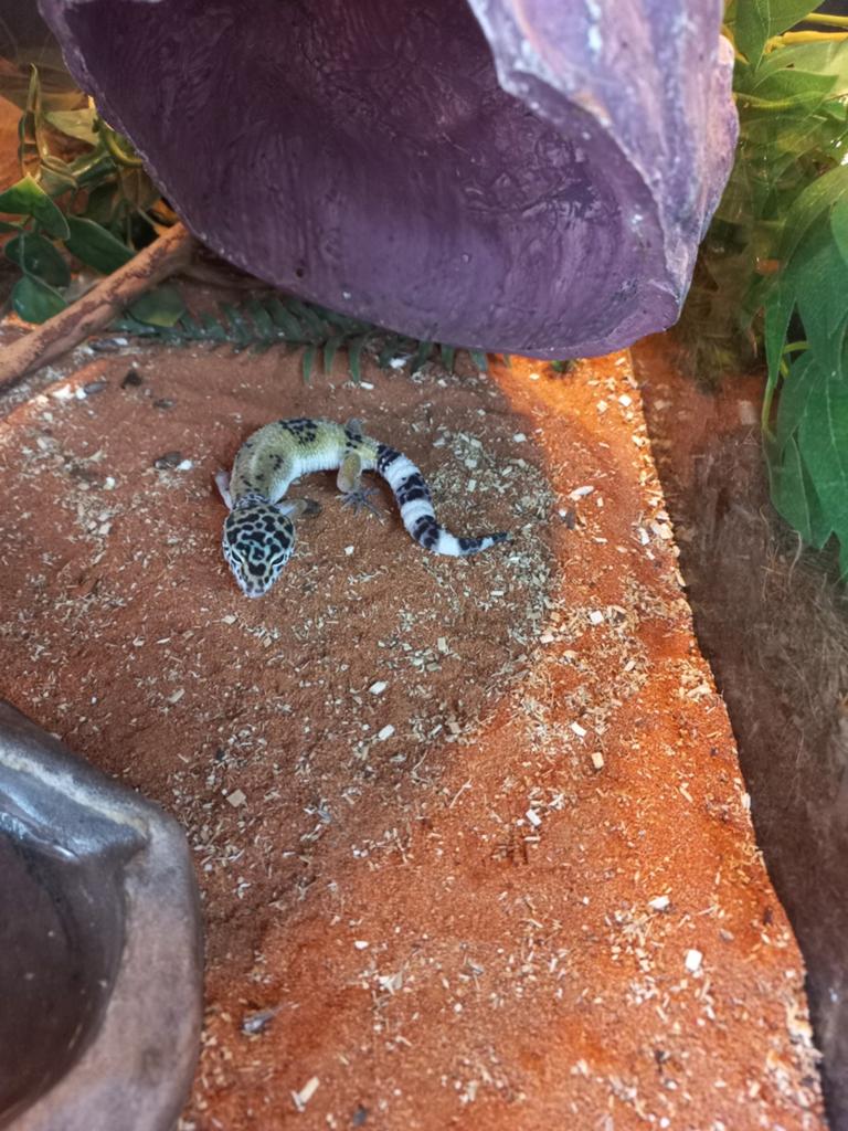 Luipaardgekko, Dieren en Toebehoren, Reptielen en Amfibieën