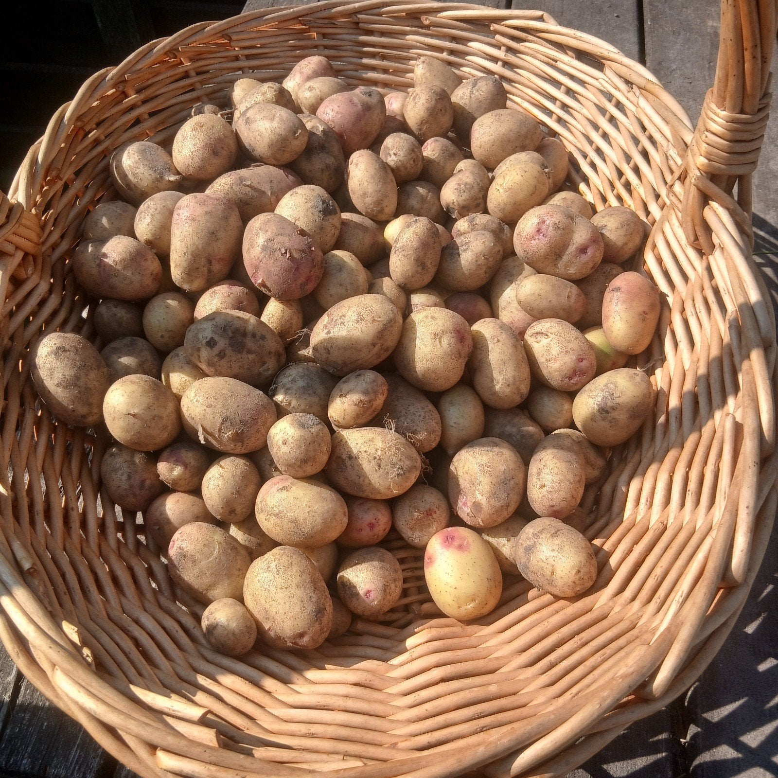 aardappelen, Ophalen