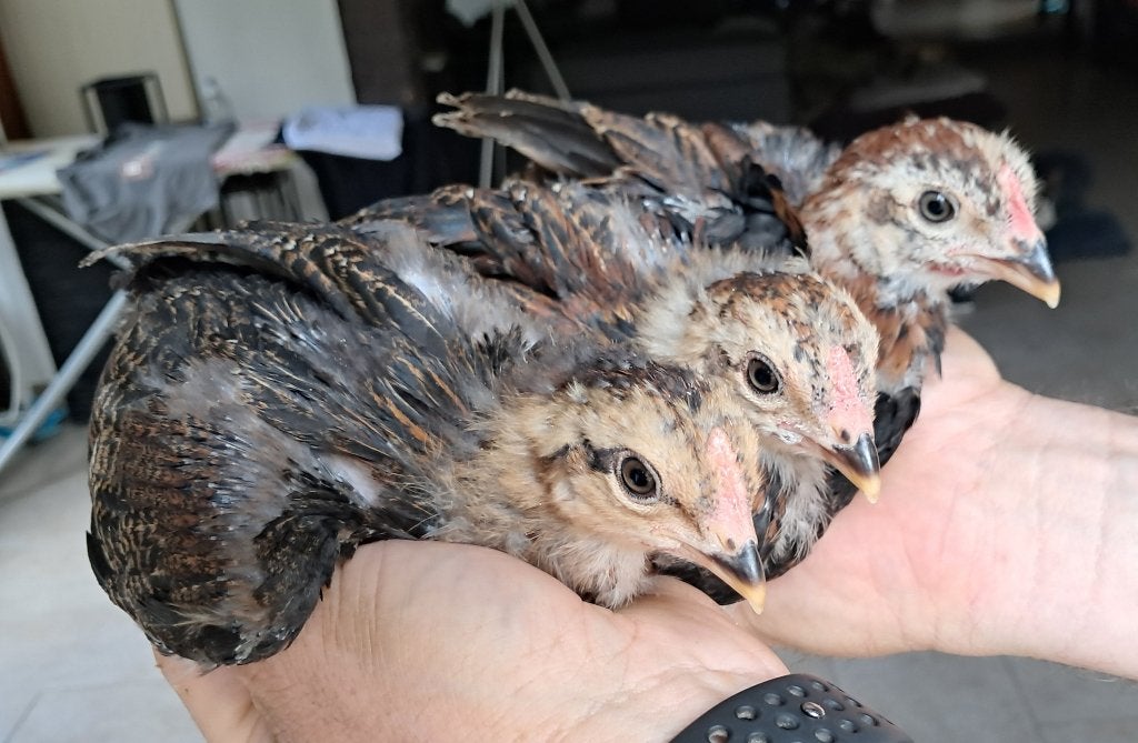 Araucana hanen, Dieren en Toebehoren, Mannelijk, Kip