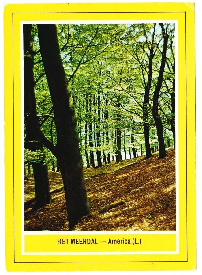 America Het Meerdal gelopen Ansichtkaart ( B2713 ), Ophalen of Verzenden, 1980 tot heden, Gelopen, Limburg