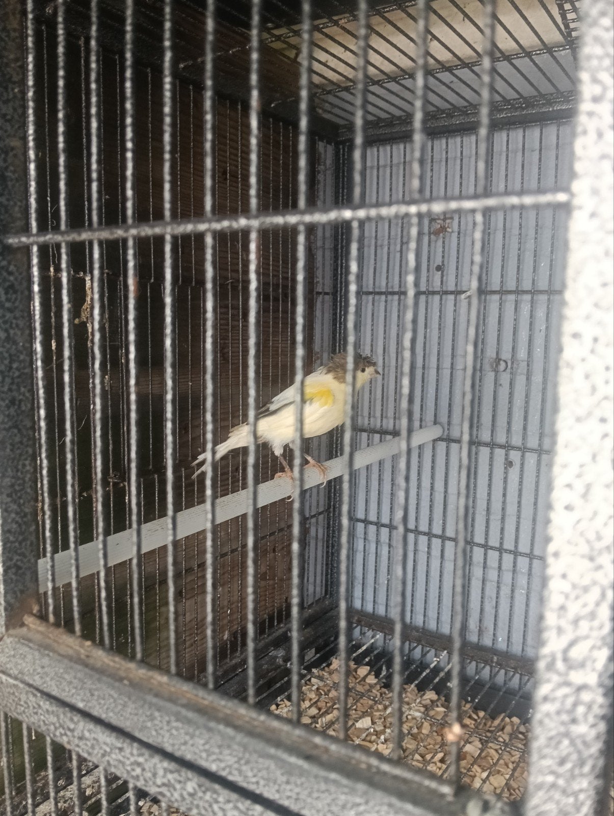 Harlekijn kanarie met kuif, Mannelijk