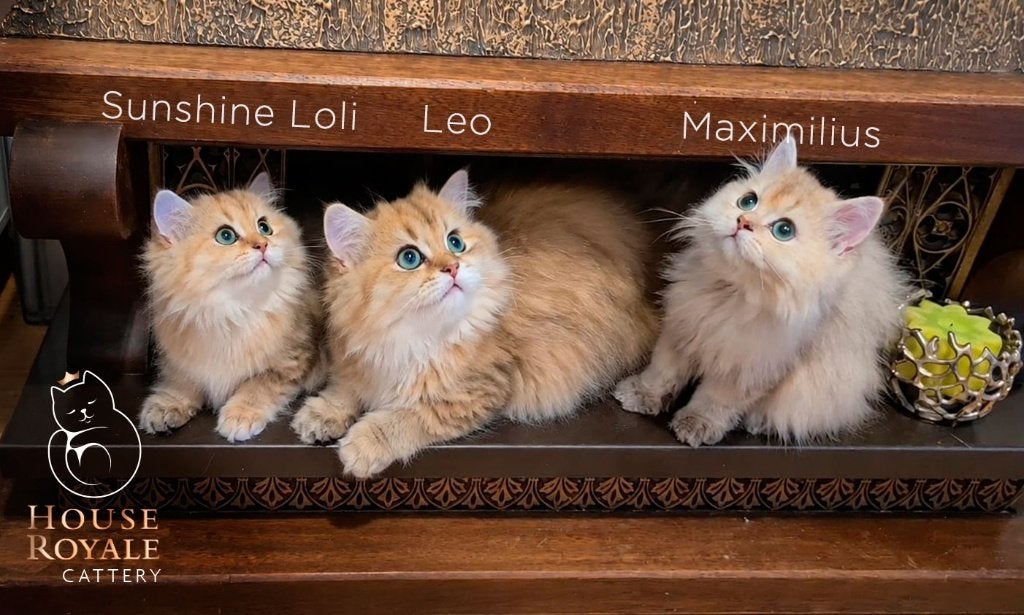 Exclusieve Britse Langhaar kittens met top stambomen, Dieren en Toebehoren, Katten en Kittens | Raskatten | Langhaar, Meerdere dieren