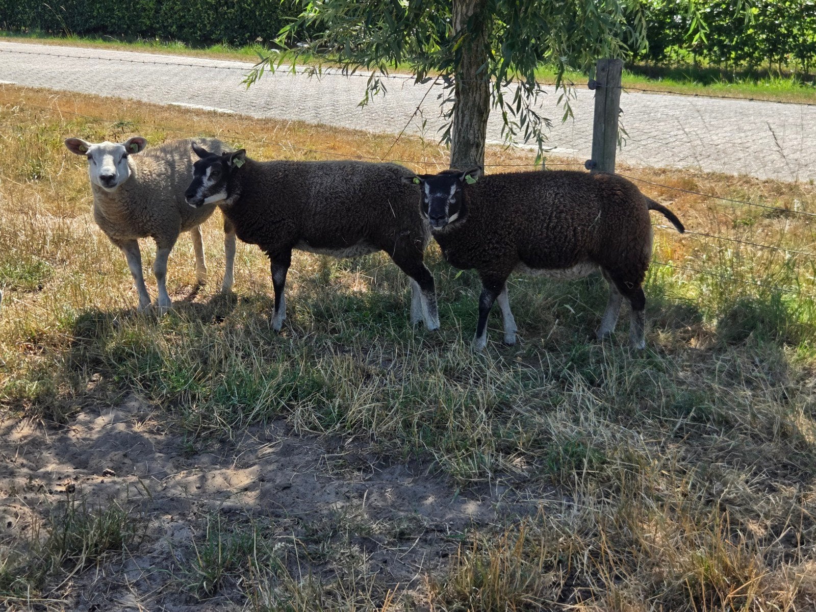 3 prachtige dassenkop ooilammeren., Dieren en Toebehoren, Vrouwelijk, Schaap, 0 tot 2 jaar