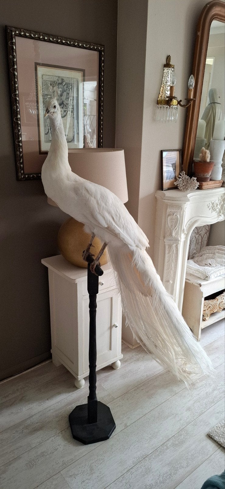Opgezette witte pauw, Verzamelen, Dierenverzamelingen, Ophalen, Zo goed als nieuw, Vogel, Opgezet dier