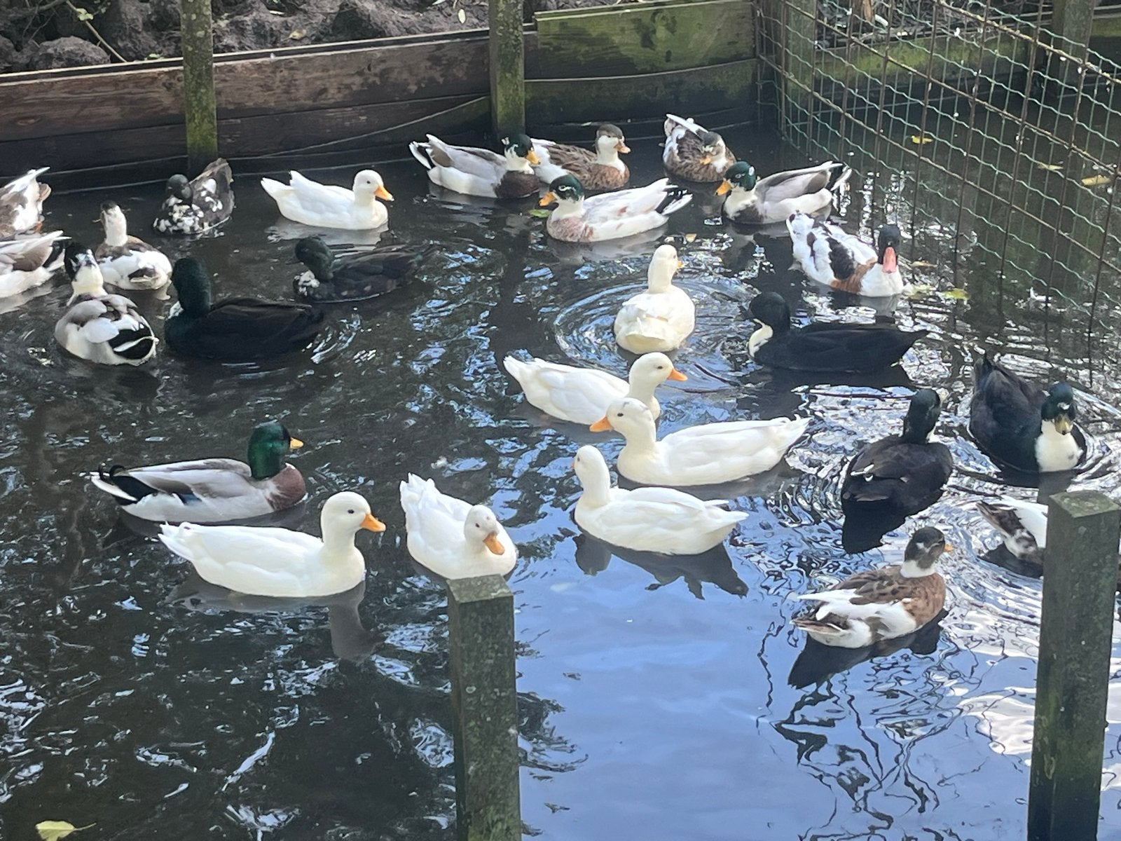 Kwakers, Dieren en Toebehoren