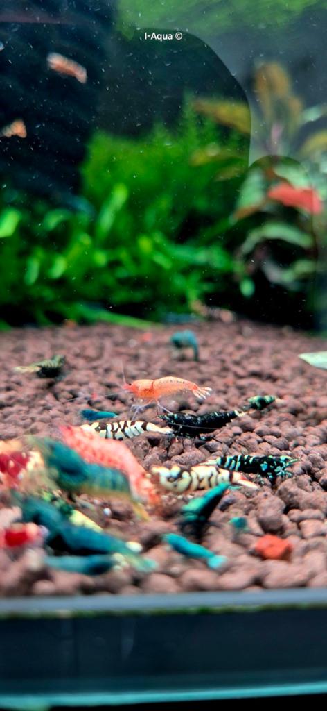 Foto 18 van Skittles caridina garnalen bezorging mix 10+5 gratis!