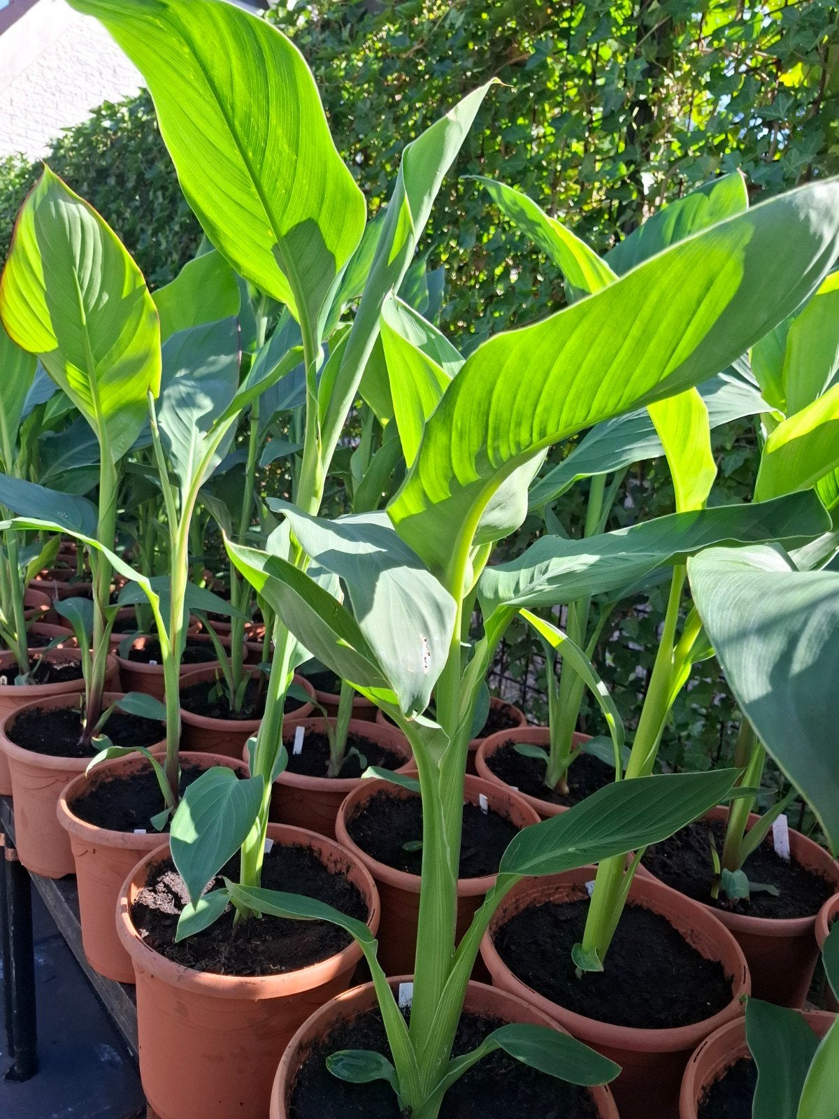 Partij 50 canna planten, 80-110 cm hoog, tegen bloei aan, Ophalen, Overige soorten, Volle zon