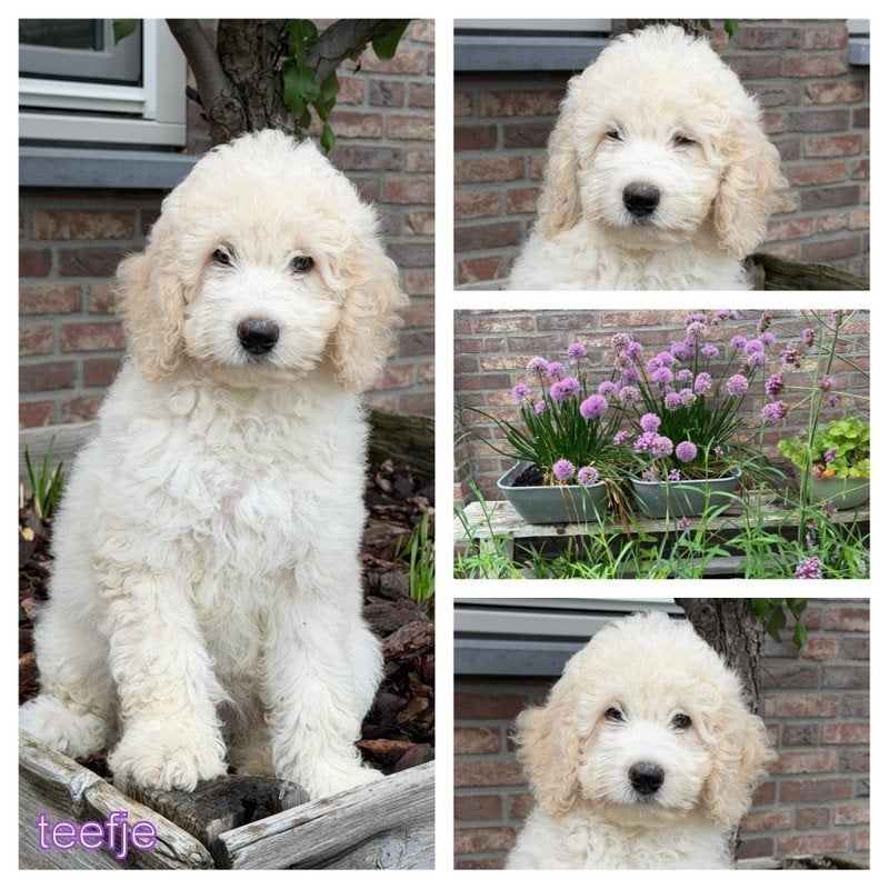 Labradoodle pup TEEFJE +/- 45 CM, Dieren en Toebehoren, Honden | Retrievers, Spaniëls en Waterhonden, Nederland, Parvo, Overige rassen