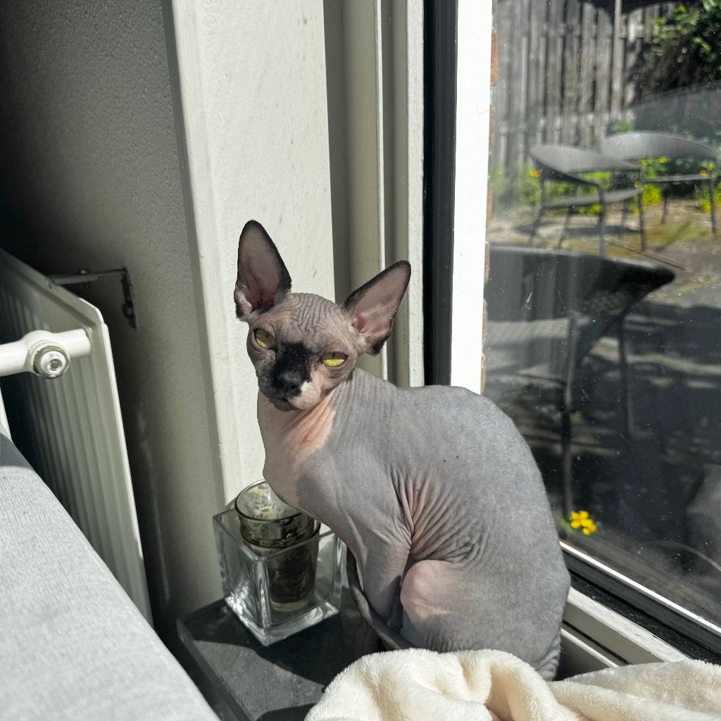 Sphynx vrouwtje 11 maanden - Aantoonbaar gechipt voor 2026, Poes, Gechipt, 0 tot 2 jaar