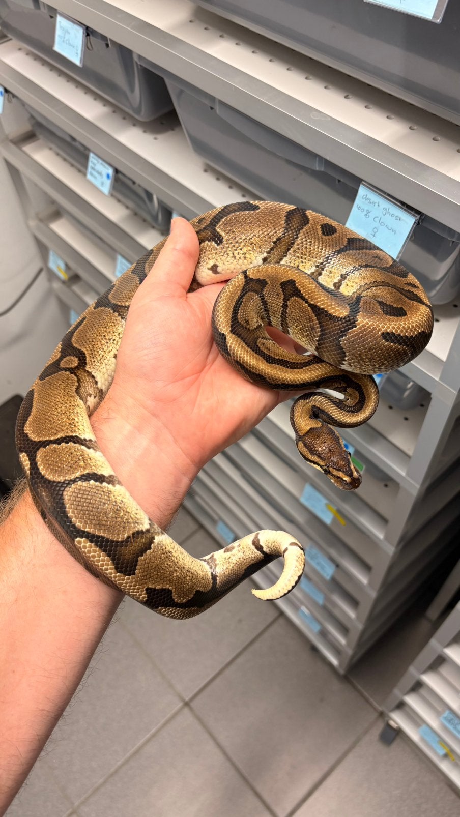 Red stripe 100% het desert ghost ball python, Slang, 0 tot 2 jaar